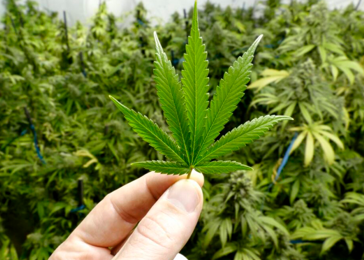 Cannabis medicinal​